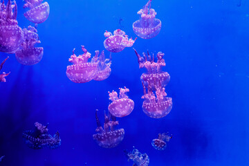 macro of a beautiful jellyfish mastigias papua