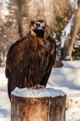 beautiful vultures sit on a stump in the snow