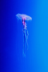 macro of a beautiful jellyfish chrysaora lactea