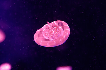 macro of a beautiful jellyfish cassiopea andromeda