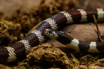 Fototapeta premium snake lampropeltis getula californiae