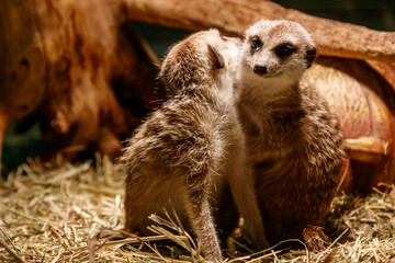 Beautiful meerkats are played