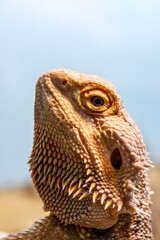 Beautiful Lizard Bearded Agama, Pogona vitticeps