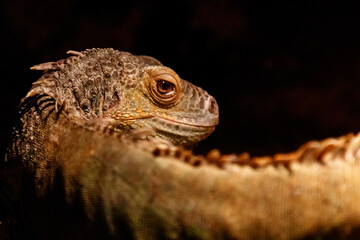 Beautiful iguana green, Iguana iguana