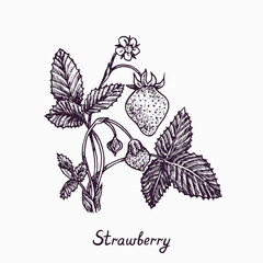 Strawberry plant with berries, flower and leaves, simple doodle drawing with inscription, gravure style - 475298092
