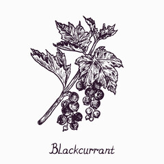 Blackcurrant branch with berries and leaves, simple doodle drawing with inscription, gravure style