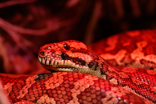 beautiful pair of kites coastal carpet python