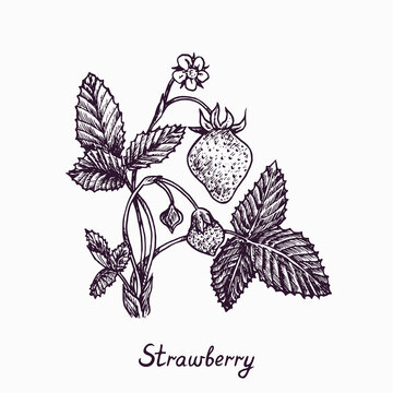 Strawberry plant with berries, flower and leaves, simple doodle drawing with inscription, gravure style