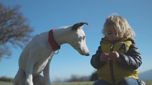 Cute girl and pet whippet puppy in field