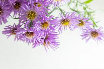 Obraz premium bouquet of beautiful purple chrysanthemums on a white background