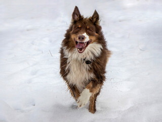 Hund im Schnee