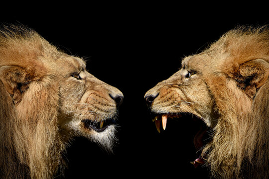 The fight of lions , Portrait Wildlife animal , Kings of the jungle
