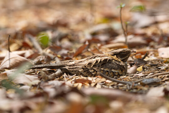 Indian And Large Tailed Nightjar