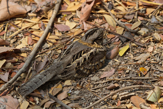 Indian And Large Tailed Nightjar