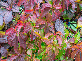 Red leaves of a bush in the rain on an autumn day. Rainwater on the leaves.