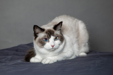Young ragdoll cat with blue eyes poses in studio on gray background. Pedigreed cats. Exhibition...