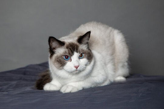 Young ragdoll cat with blue eyes poses in studio on gray background. Pedigreed cats. Exhibition condition. Pet care products. Maintenance and breeding . Pet grooming.Blue-eyed cats.