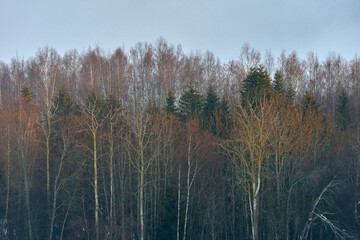 mixed forest in the autumn or early winter