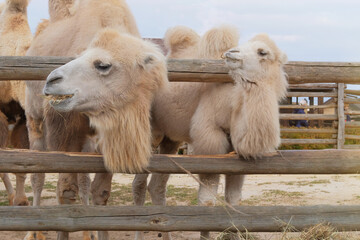 Two bactrian white camels eating hay at the zoo, close up. Keeping wild animals in zoological parks.