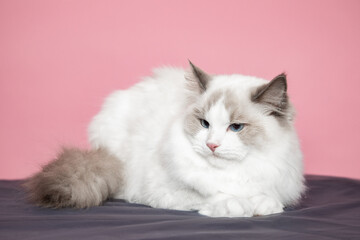 Portrait of ragdoll cat with blue eyes in studio . Pedigreed cats. Exhibition condition. Pet care...