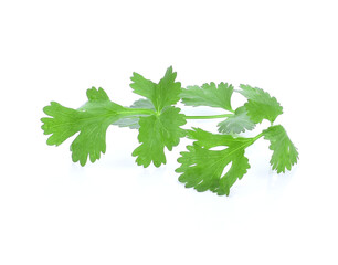 fresh green leaf coriander isolate on white background