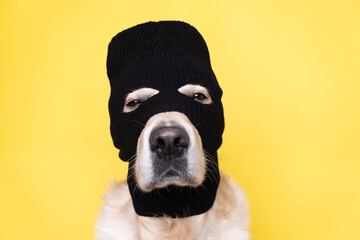 A dog in a mask of a robber or a criminal. Golden retriever sits on a yellow background in a black balaclava. - obrazy, fototapety, plakaty
