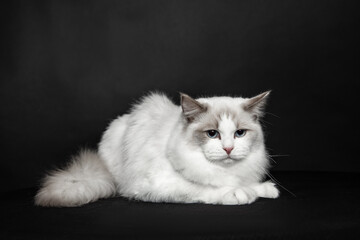 Fluffy young cat ragdoll with blue eyes poses in studio on black background. Pedigreed cats. Exhibition condition. Pet care products. Maintenance and breeding . Pet grooming.Blue-eyed cats.