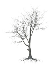 A withered tree without foliage. On white background.