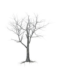 A withered tree without foliage. On white background.