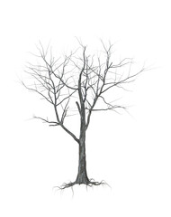 Fototapeta premium A withered tree without foliage. On white background.