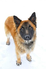 Belgian shepherd looking at camera standing on snow, Top view
