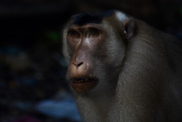 Alpha macaque monkey looking serious in the Malaysia jungle
