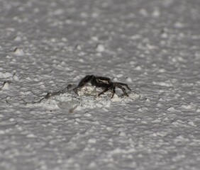 Close up of a small jumping spider on a white wall