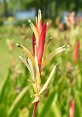 Close up of yellow and red heliconia flowers