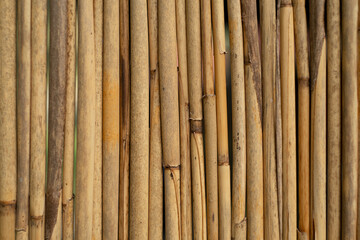 Close-up of a dense vertical row of straight and dry vine twigs or reed stalks. High quality photo