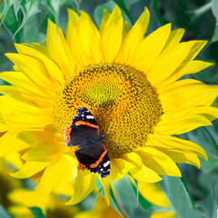 Close-up of colorful red black butterfly on orange yellow bright sunflowers