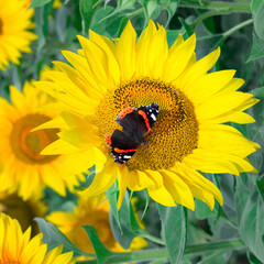 Close-up of colorful red black butterfly on yellow orange bright sunflowers on field