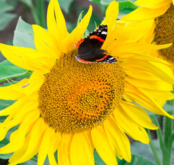 Close-up of colorful red black butterfly flying on orange yellow bright sunflowers