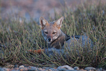 Pampas Grey fox, Lycalopex gymnocercus, La Pampa, Patagonia, Argentina.