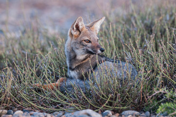 Pampas Grey fox, Lycalopex gymnocercus, La Pampa, Patagonia, Argentina.