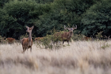 Naklejka na ściany i meble Female Red deer in La Pampa, Argentina, Parque Luro, Nature Reserve
