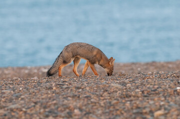 Pampas Grey fox, Lycalopex gymnocercus,  La Pampa, Patagonia, Argentina.