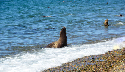 Fototapeta premium Male Sea Lion , in the coastal colony,Patagonia, Argentina.