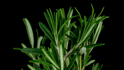 Rosemary. Sprigs of fresh green rosemary on black background