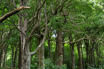 Krüppeleichen im Naturschutzgebiet Geltinger Birk