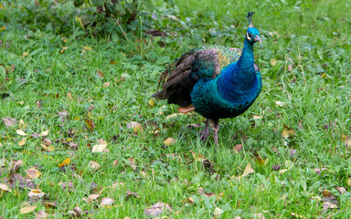 Ein blauer Pfau steht auf einer Wiese