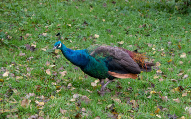 Obraz premium Ein blauer Pfau läuft über die Wiese