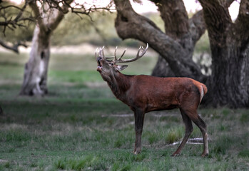 Male Red deer in La Pampa, Argentina, Parque Luro, Nature Reserve