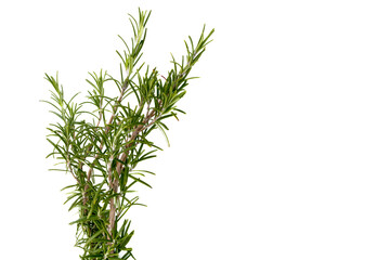 Sprig of rosemary isolated on white, copy space, ideal for greeting cards and banner