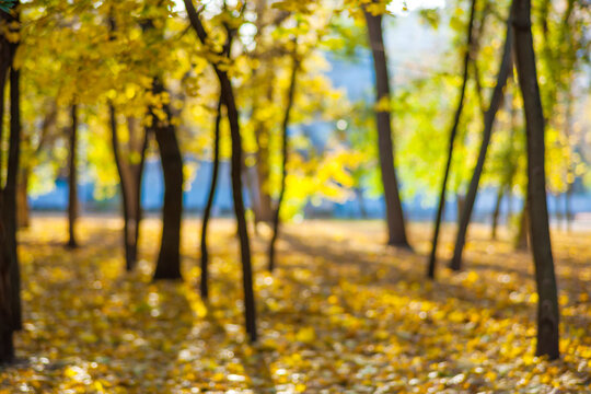 Blurred background of an outdoor street - soft trees in a garden or a park, soft defocused, copy space